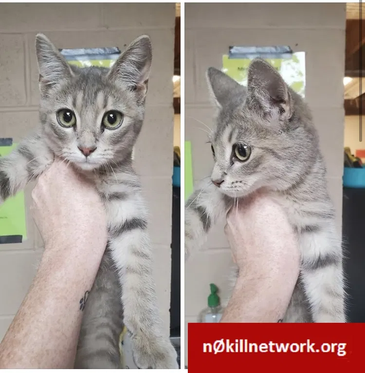 Lost cat in Russellville, KY, 42276