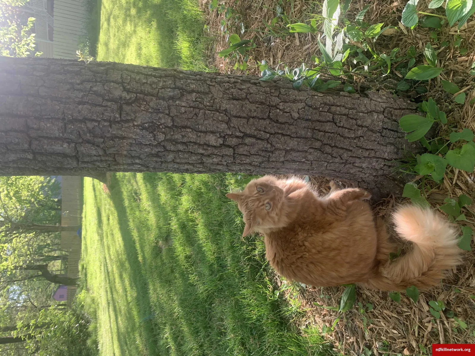 Lost cat in Columbia, MO, 65203
