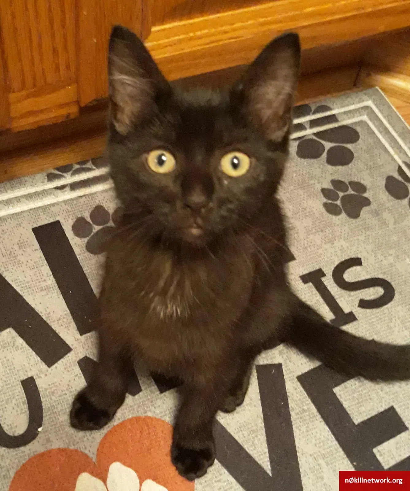Lost cat in Warren, MI, 48089