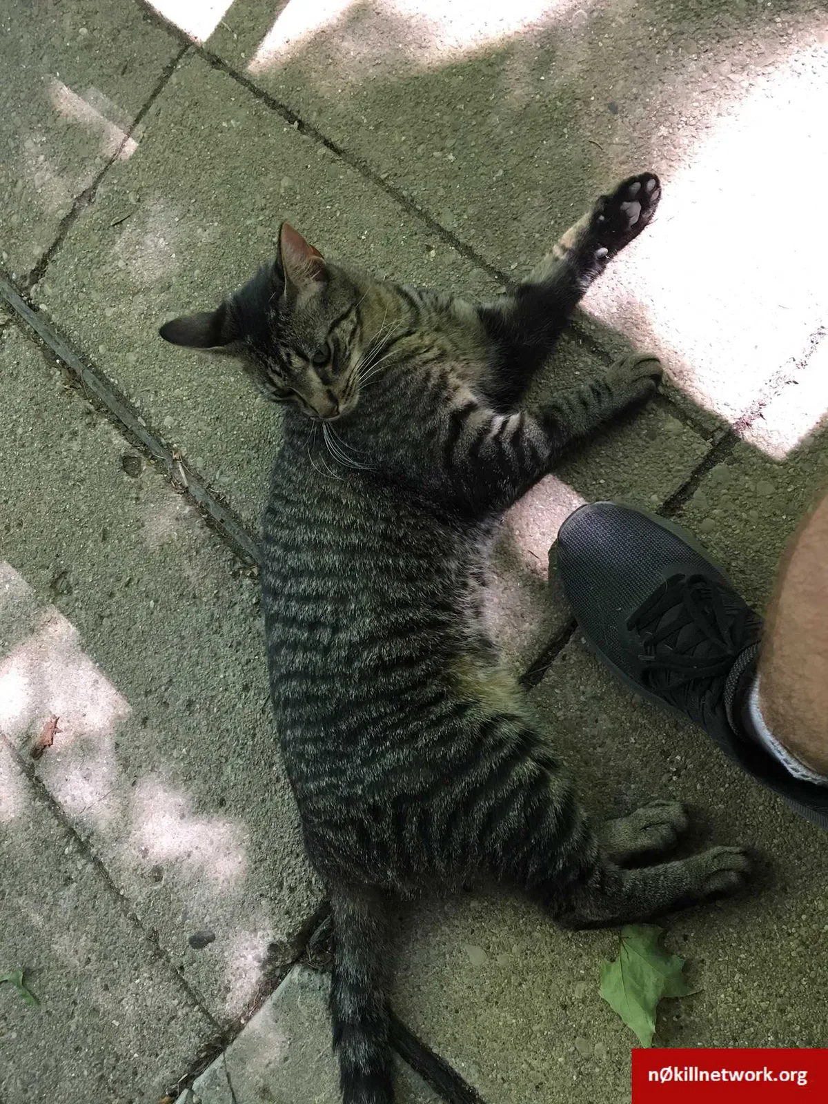 Lost cat in Yellow Springs, OH, 45387