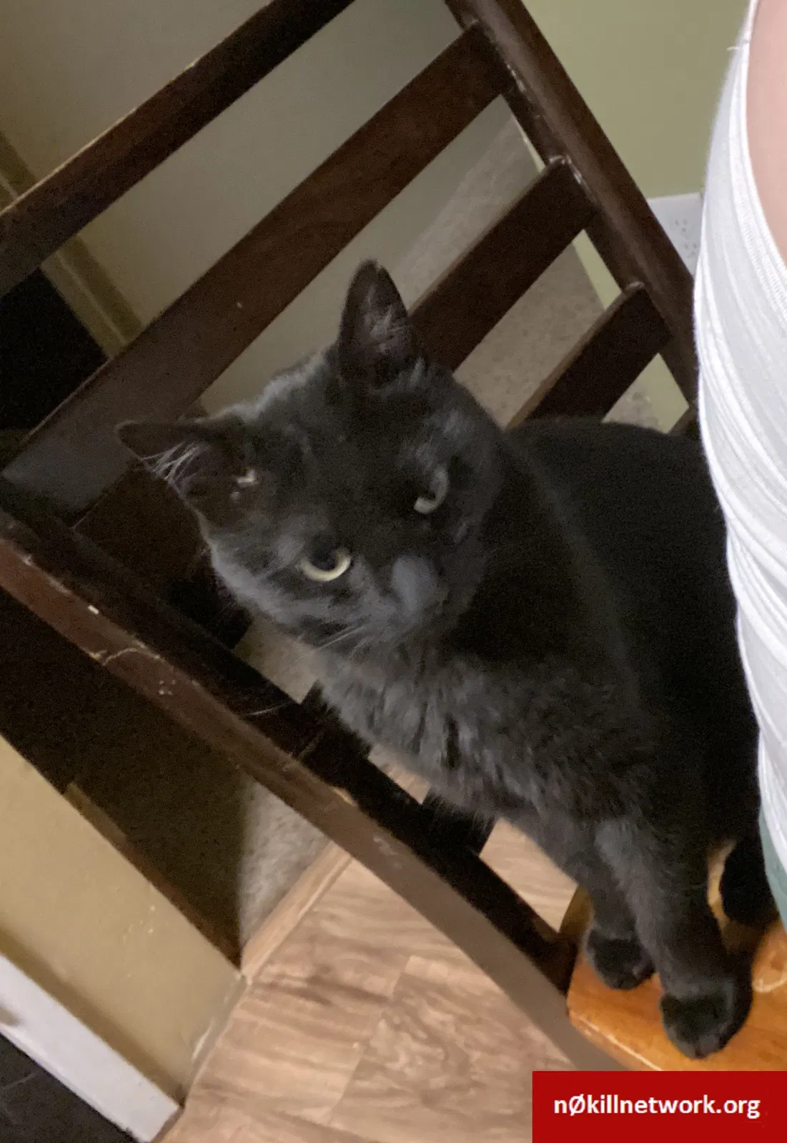 Lost cat in Spokane, WA, 99217