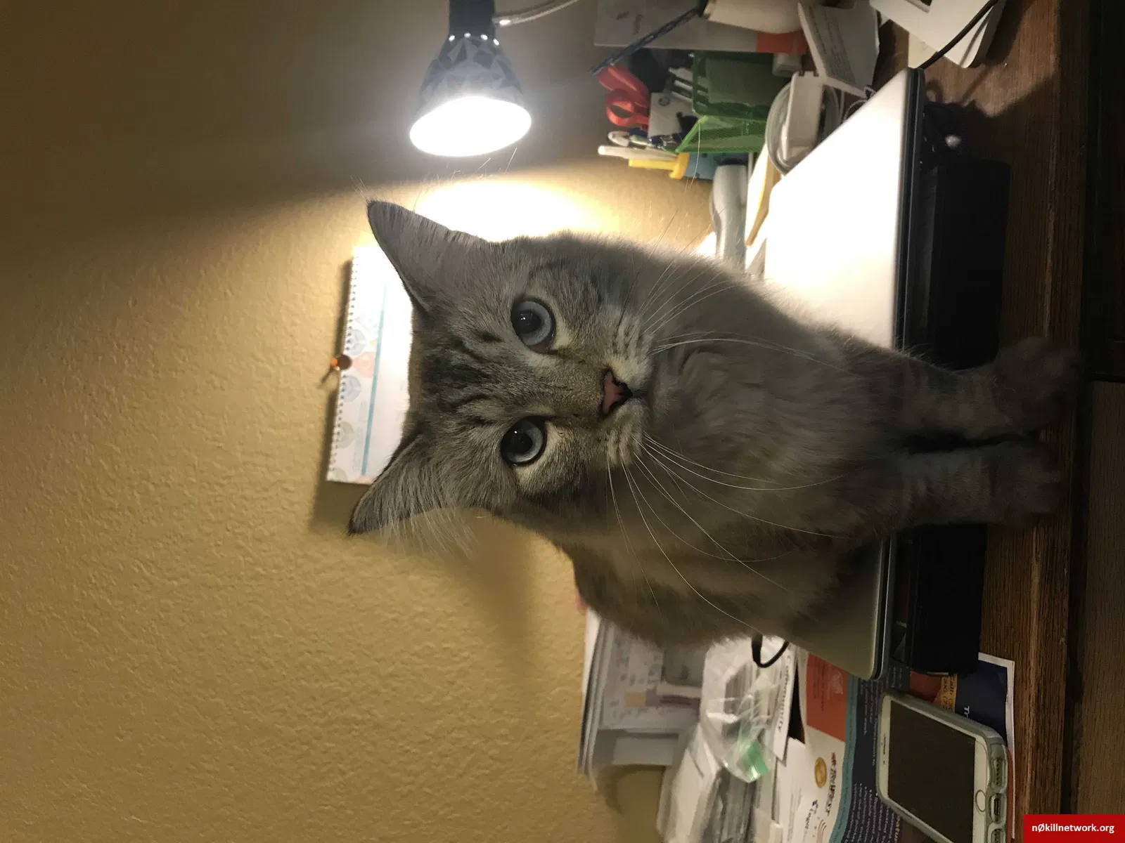 Lost cat in Denver, CO, 80228