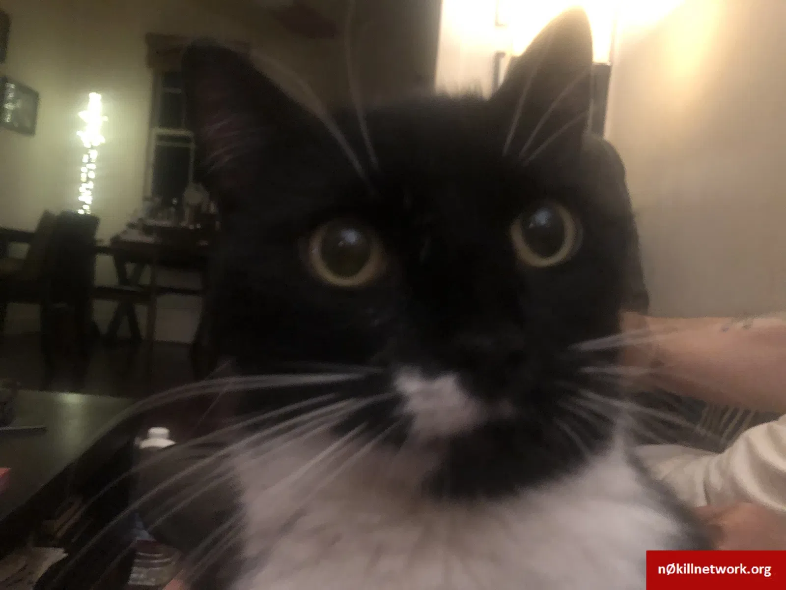 Lost cat in Tucson, AZ, 85745