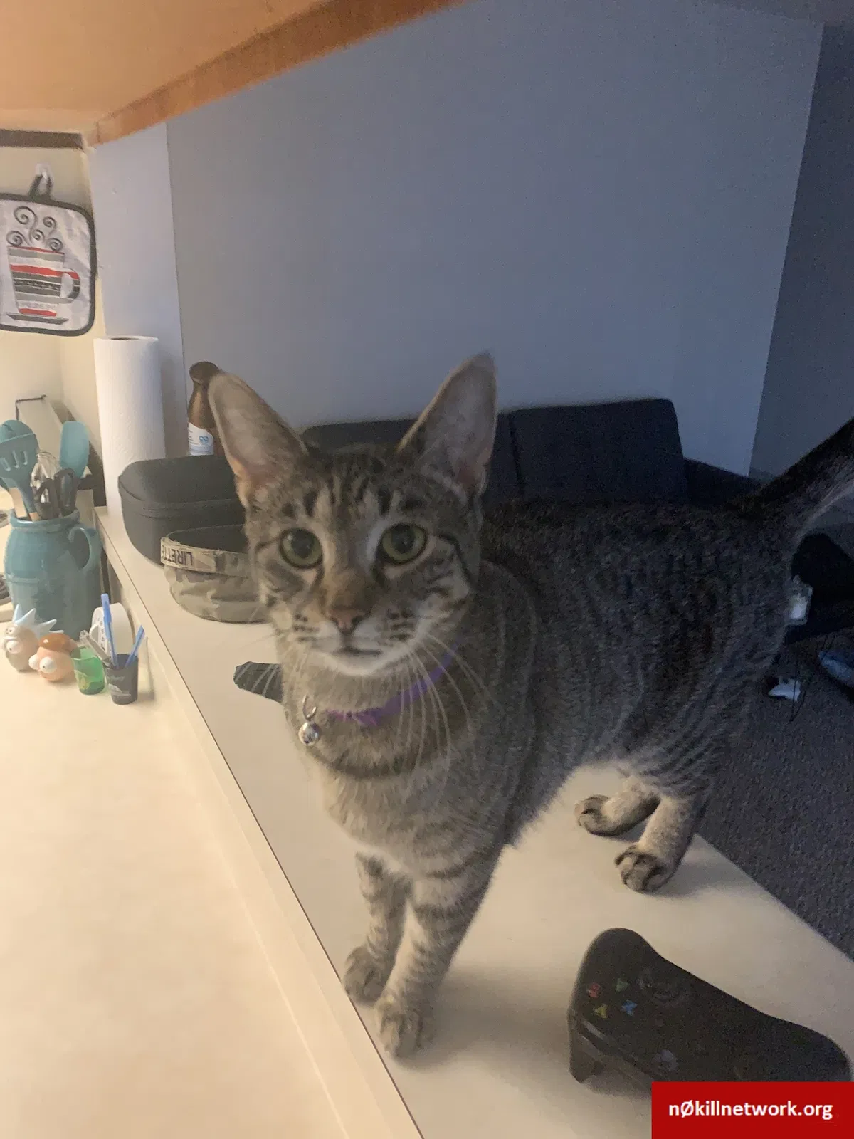 Lost cat in Killeen, TX, 76543