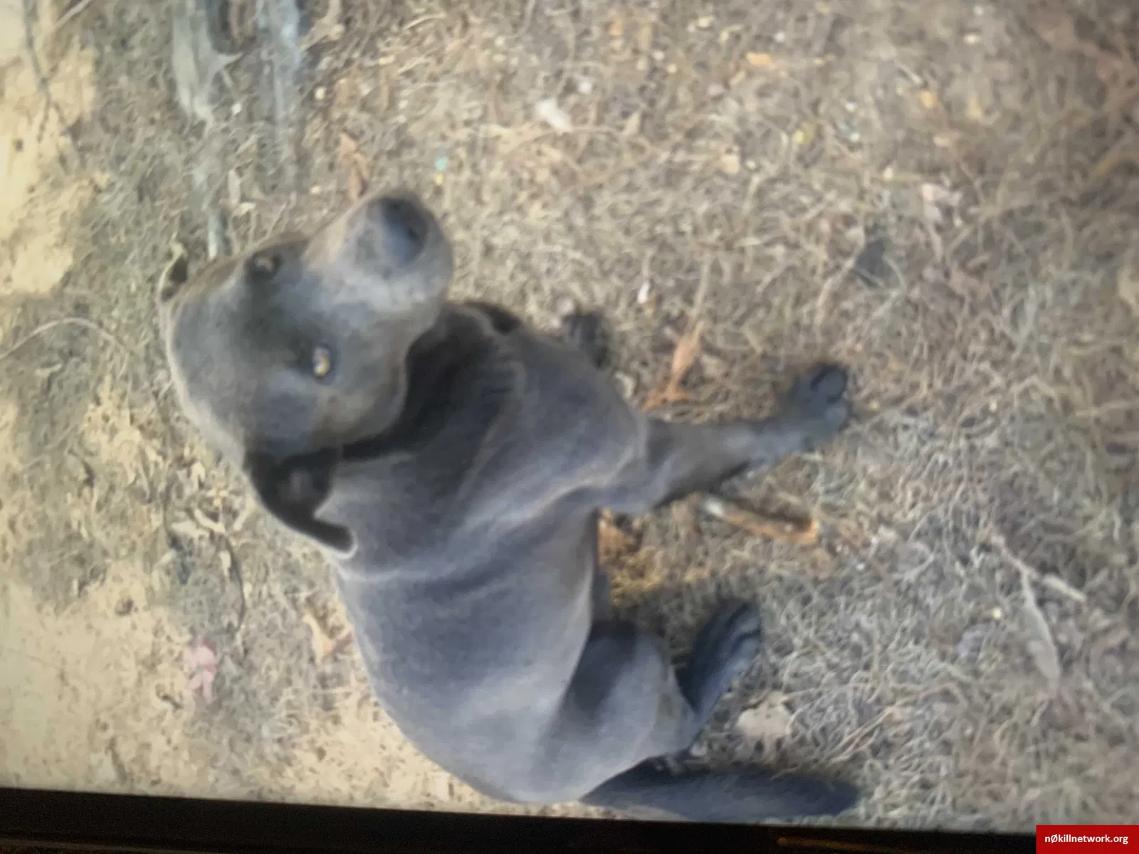 Lost dog in Lumberton, MS, 39455
