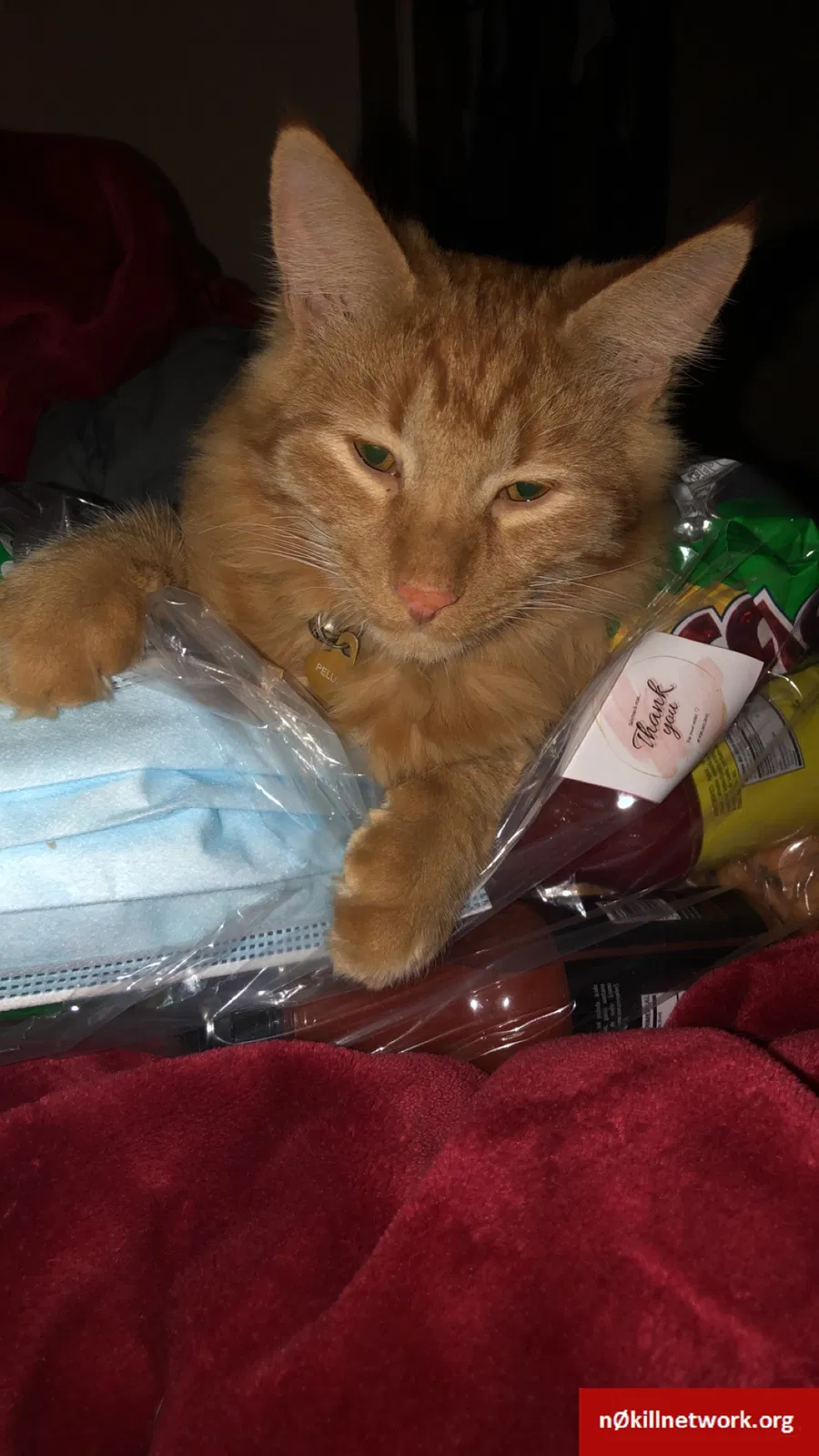 Lost cat in Yuma, AZ, 85364