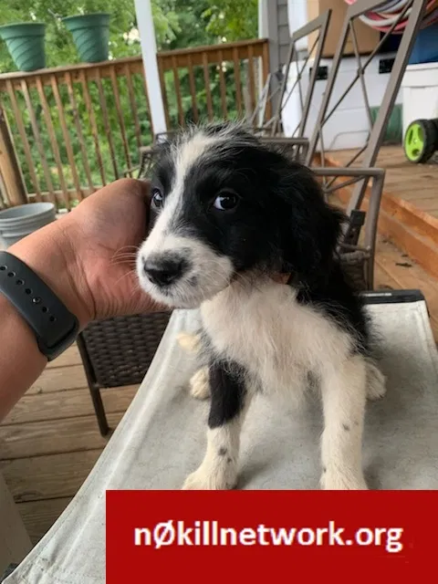 Lost dog in Bristol, TN, 37620