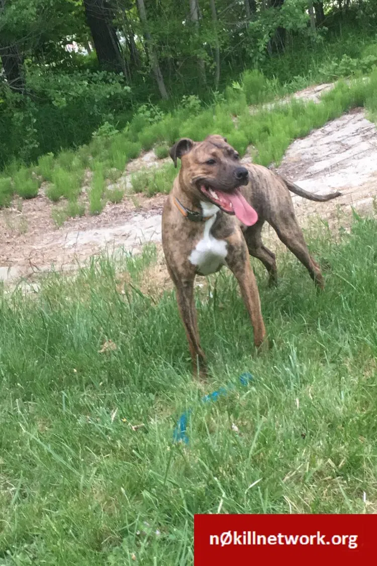 Lost dog in Monmouth, ME, 4259