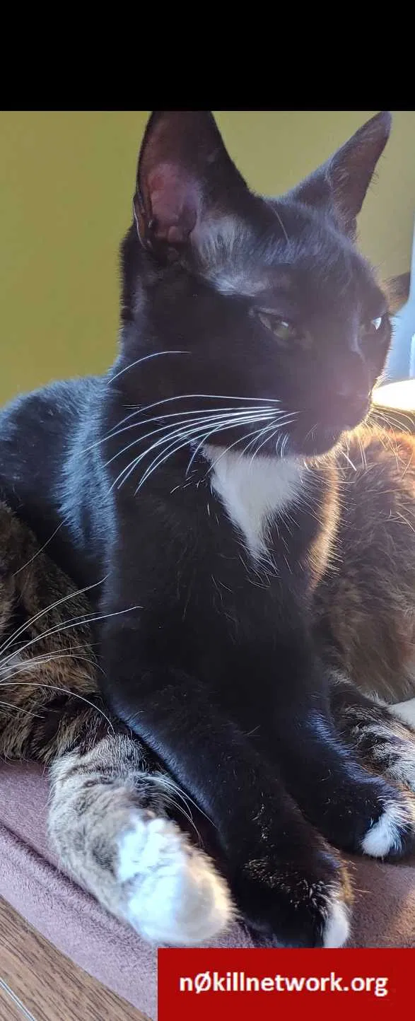 Lost cat in Burnsville, MN, 55337
