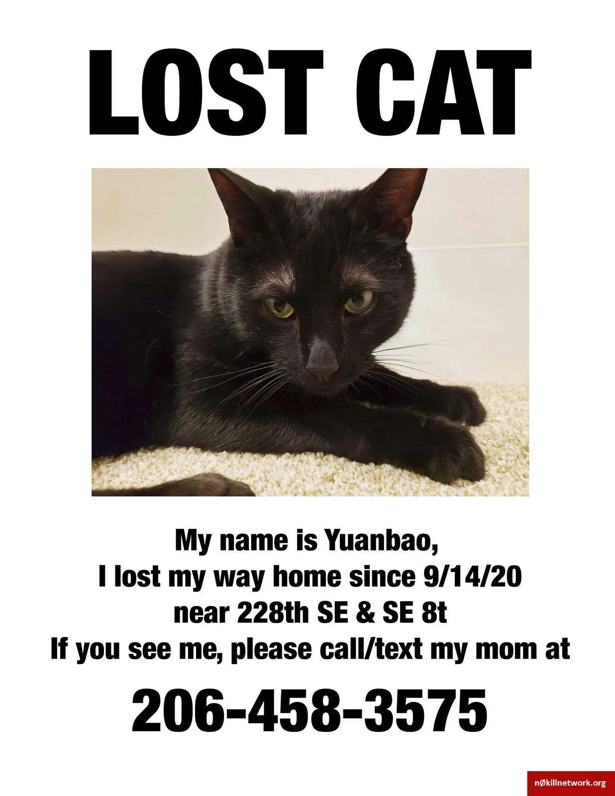 Lost cat in Sammamish, WA, 98074