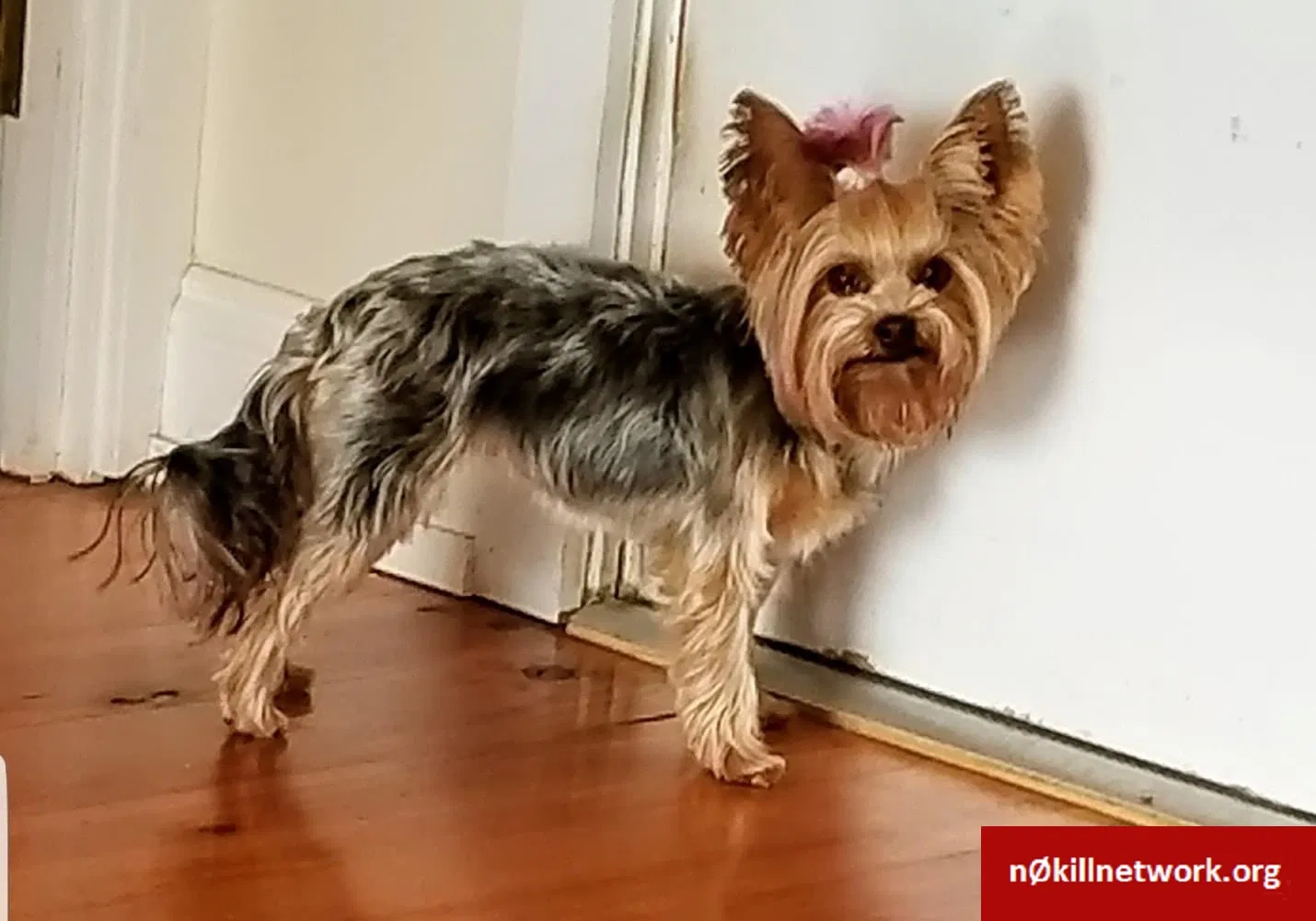 Lost dog in Carlisle, PA, 17013