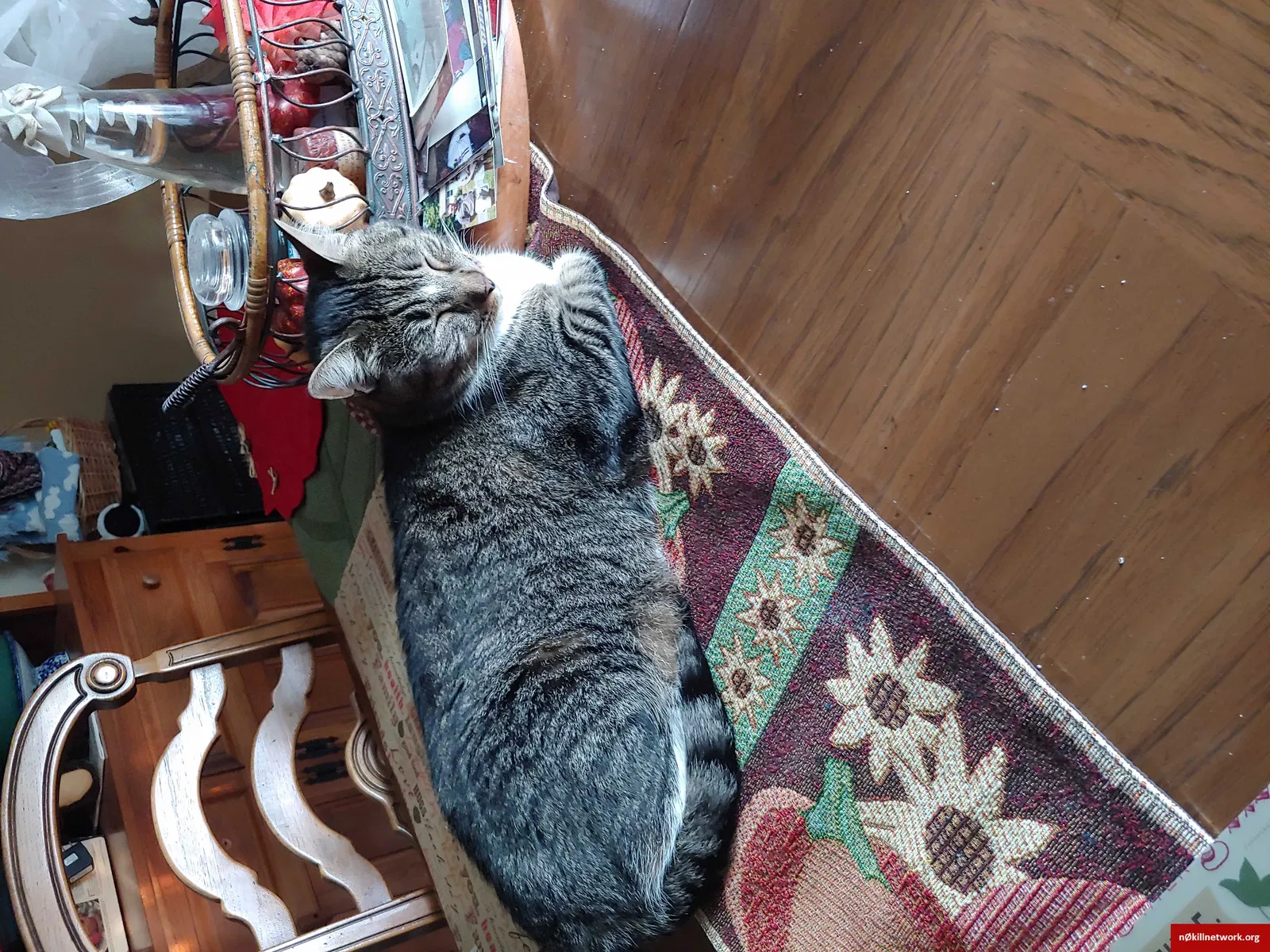 Lost cat in Schenectady, NY, 12302