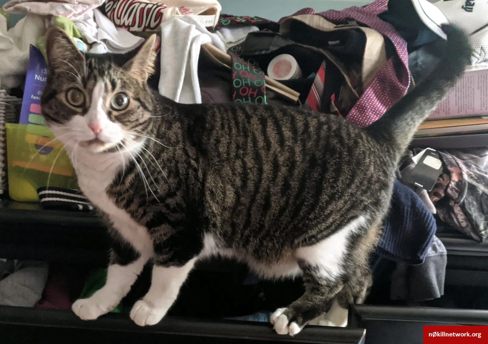 Lost cat in Royal Oak, MI, 48067