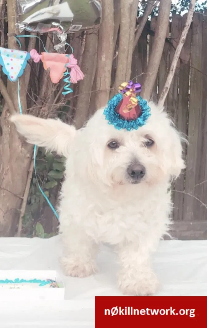 Lost dog in Longview, TX, 75602