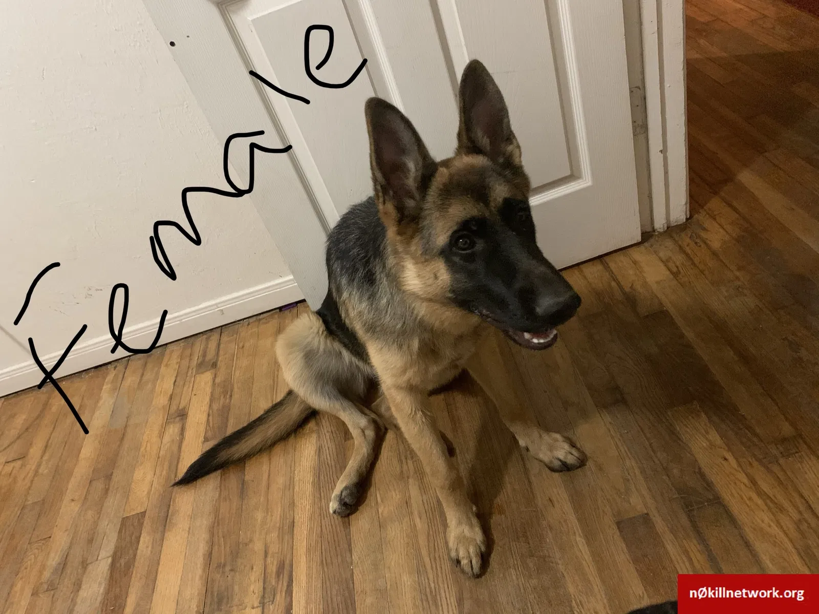 Lost dog in Odessa, TX, 79762