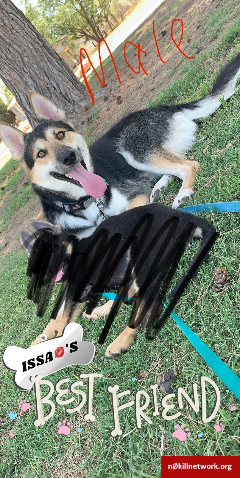 Lost dog in Odessa, TX, 79762