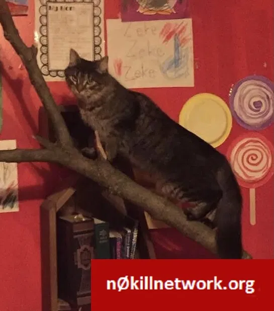 Lost cat in Rochester, NY, 14609