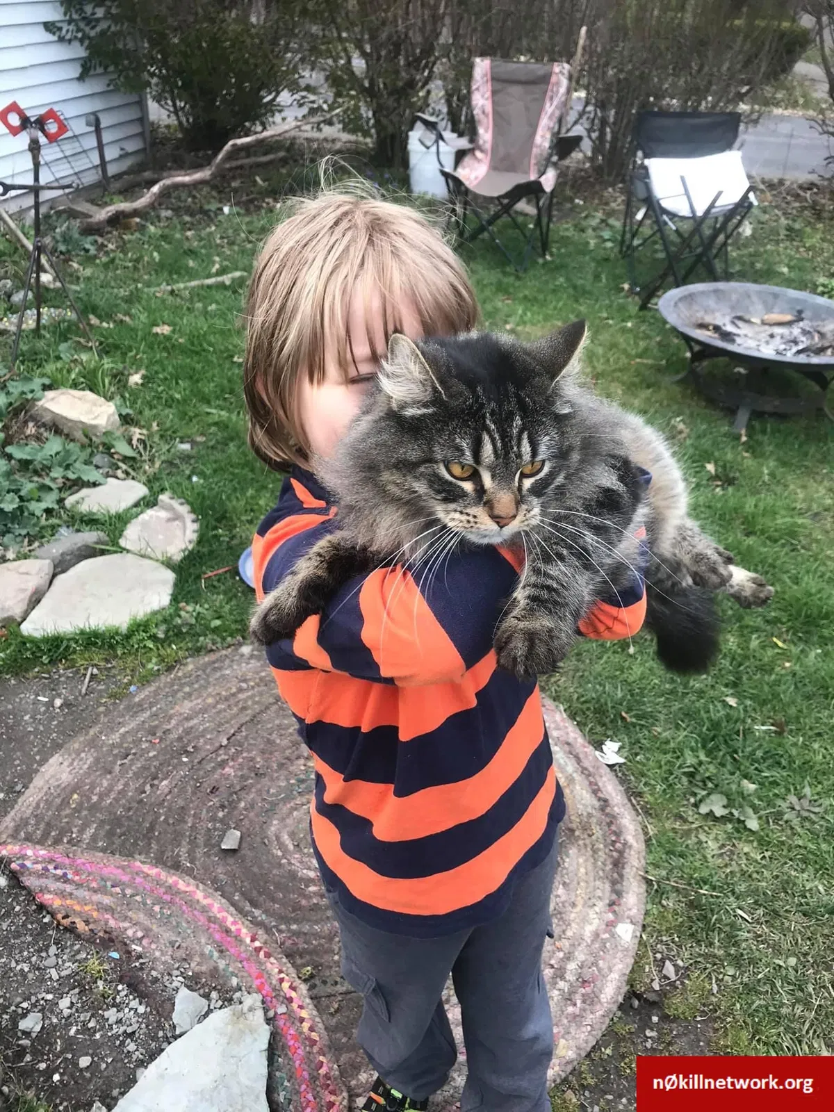 Lost cat in Rochester, NY, 14609