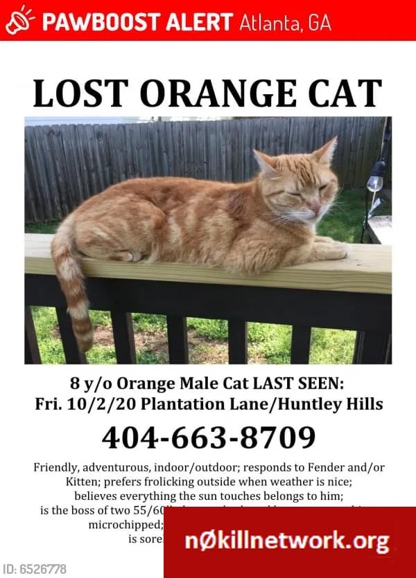 Lost cat in Atlanta, GA, 30341