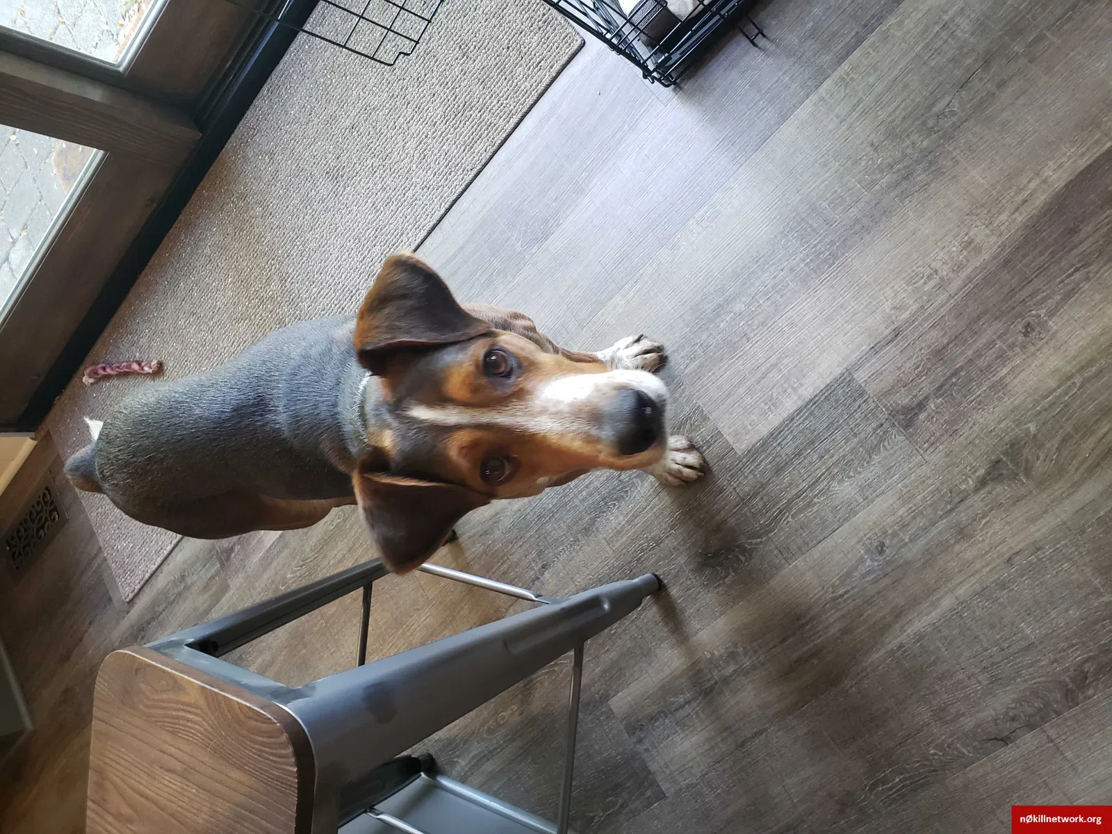 Lost dog in Delaware, OH, 43015