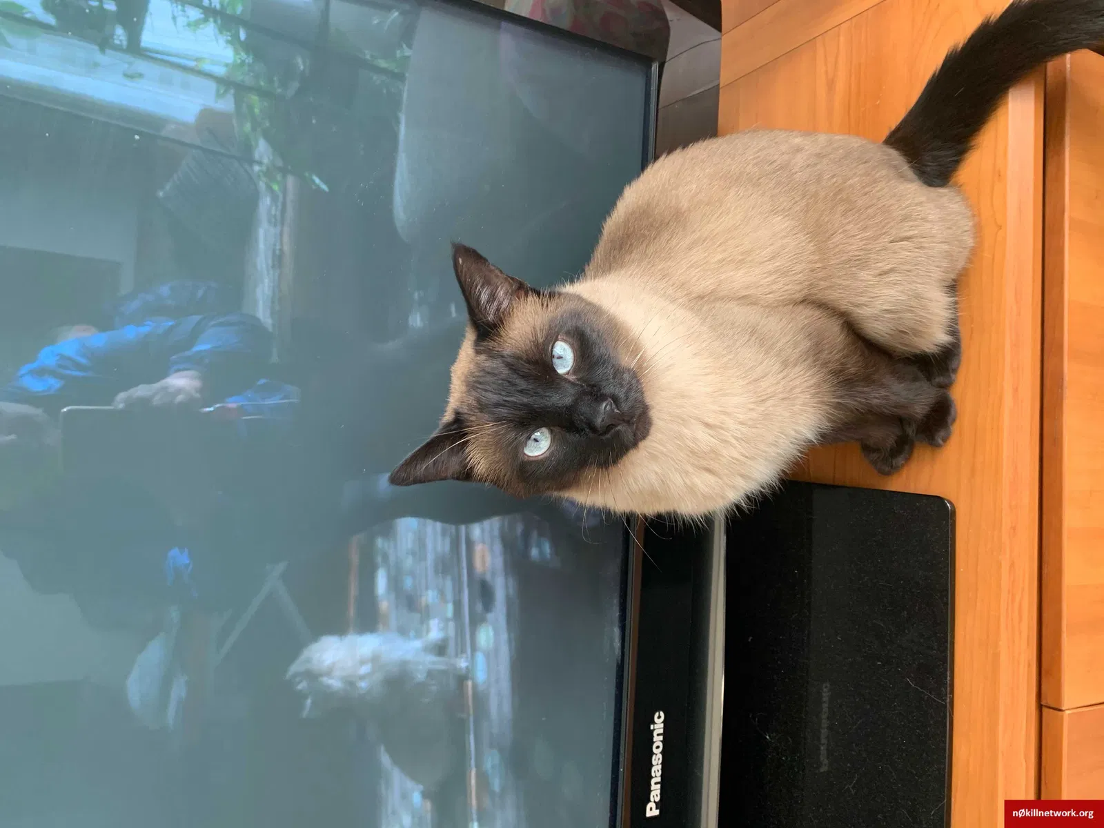 Lost cat in Oakland, NJ, 7436