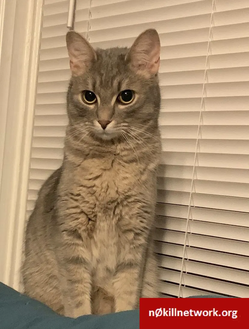 Lost cat in Worcester, MA, 1604