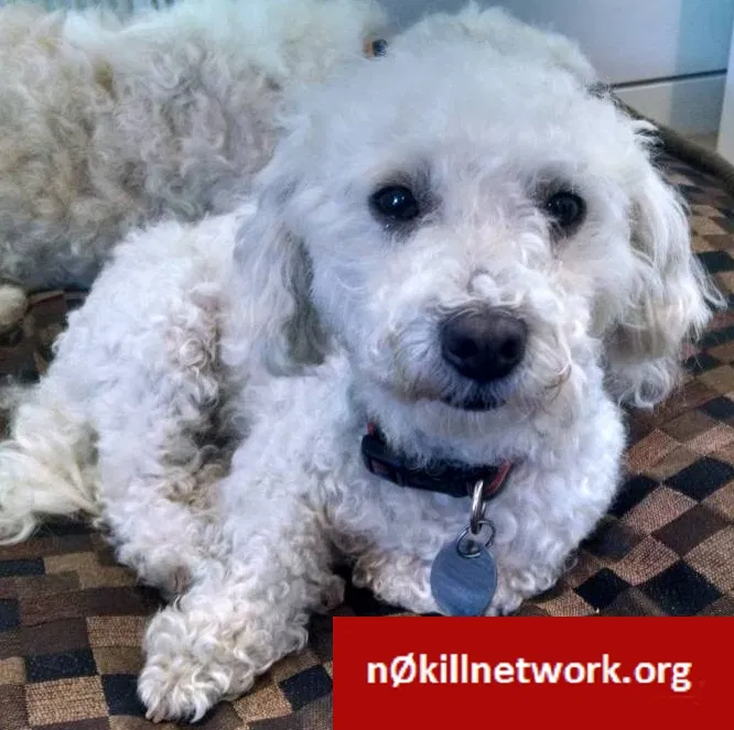 Lost dog in San Francisco, CA, 94116
