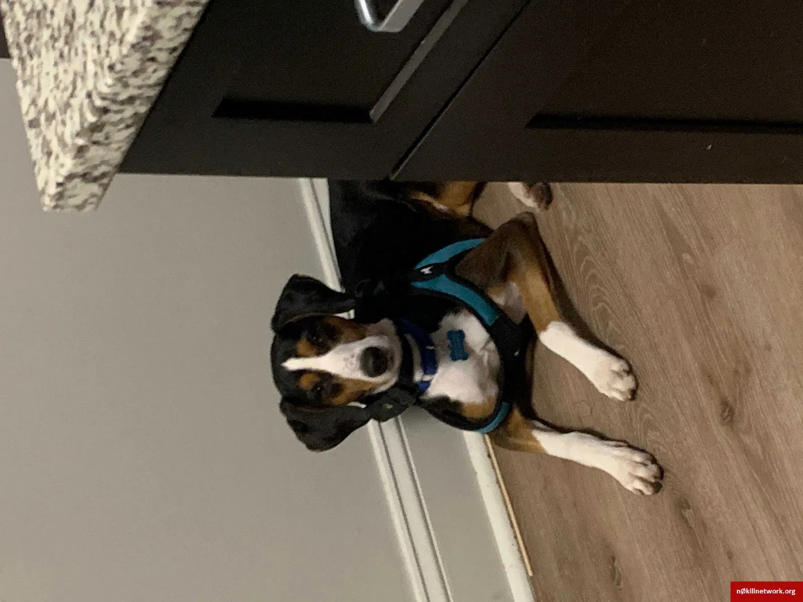 Lost dog in Durham, NC, 27712
