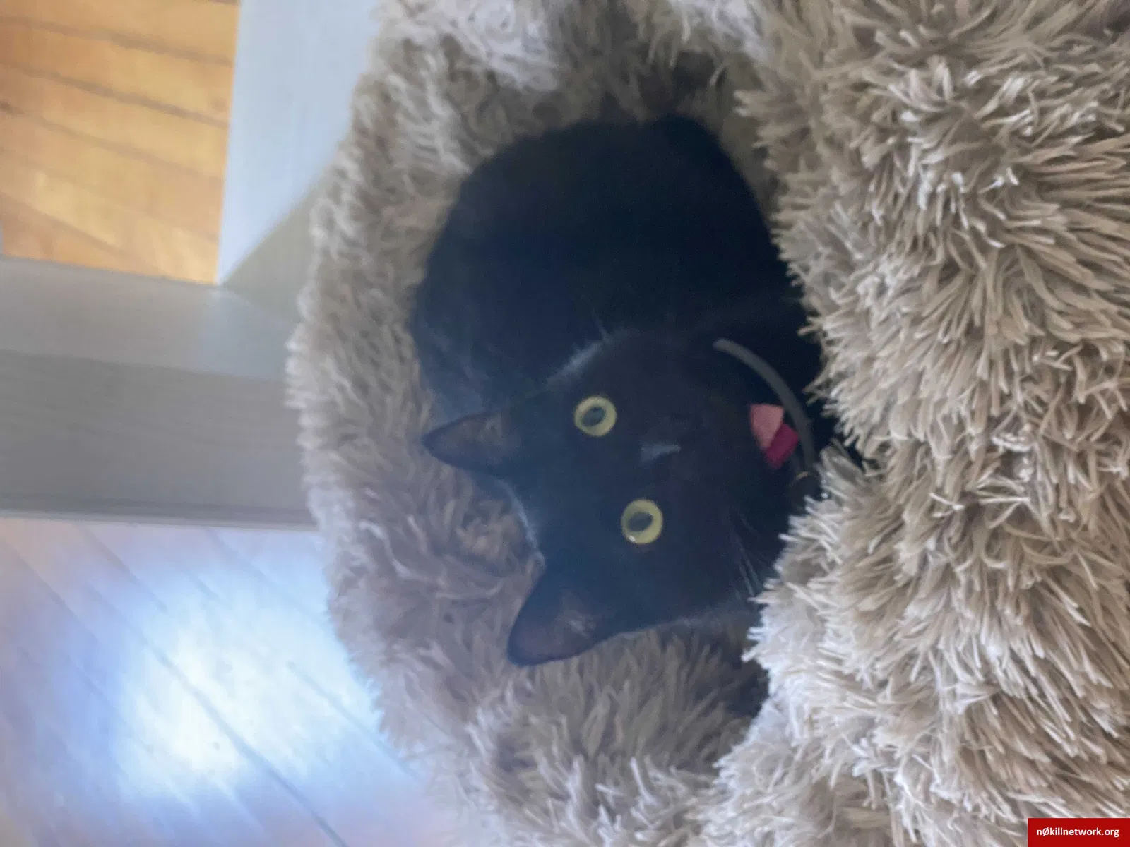 Lost cat in Syracuse, NY, 13205