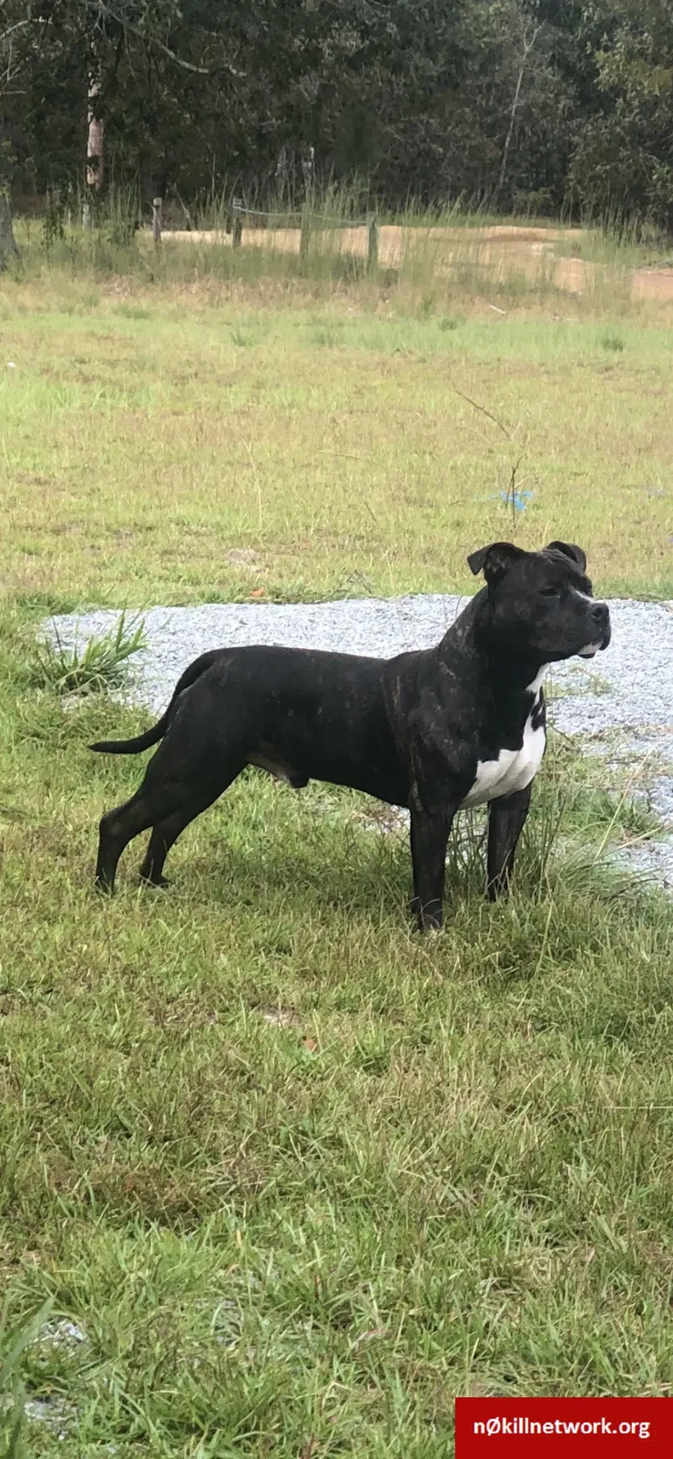 Lost dog in Parkton, NC, 28371
