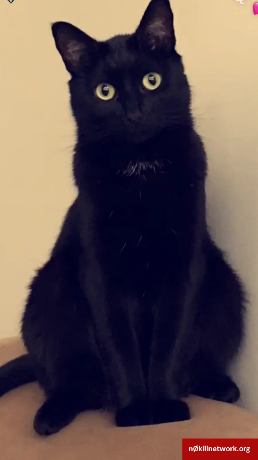 Lost cat in Deland, FL, 32720