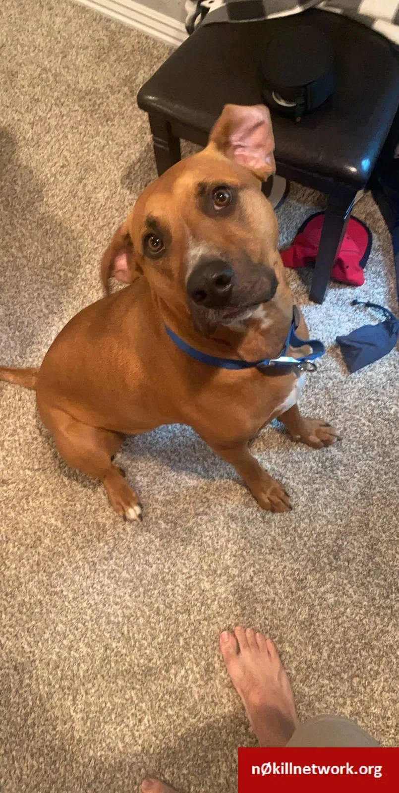 Lost dog in Fayetteville, AR, 72704