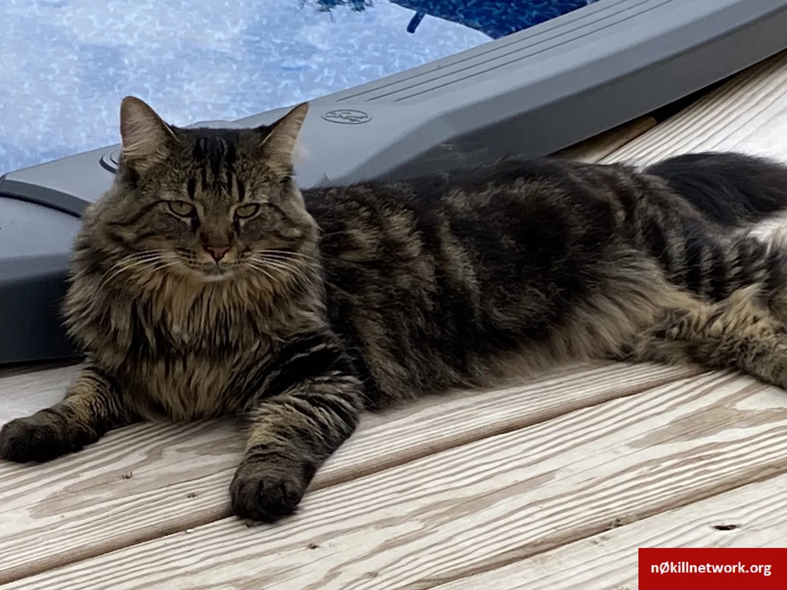Lost cat in Clarksville, TN, 37040
