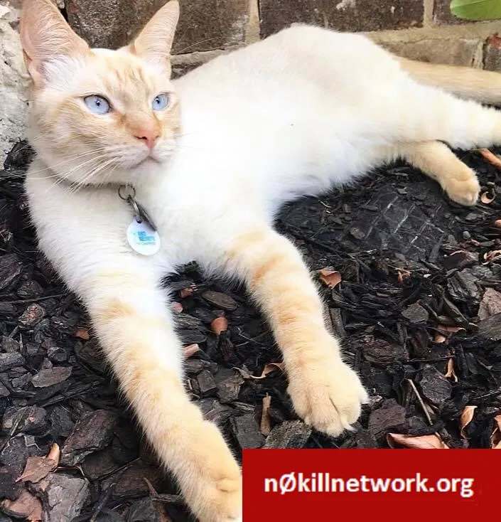 Lost cat in Brandon, MS, 39042