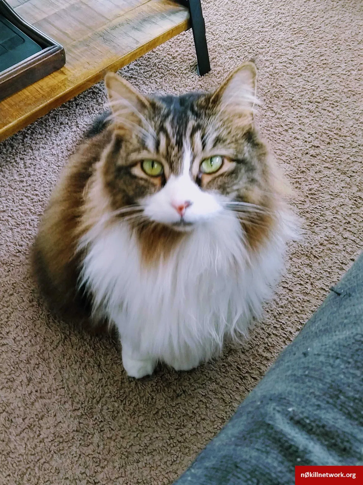 Lost cat in Durham, NC, 27713