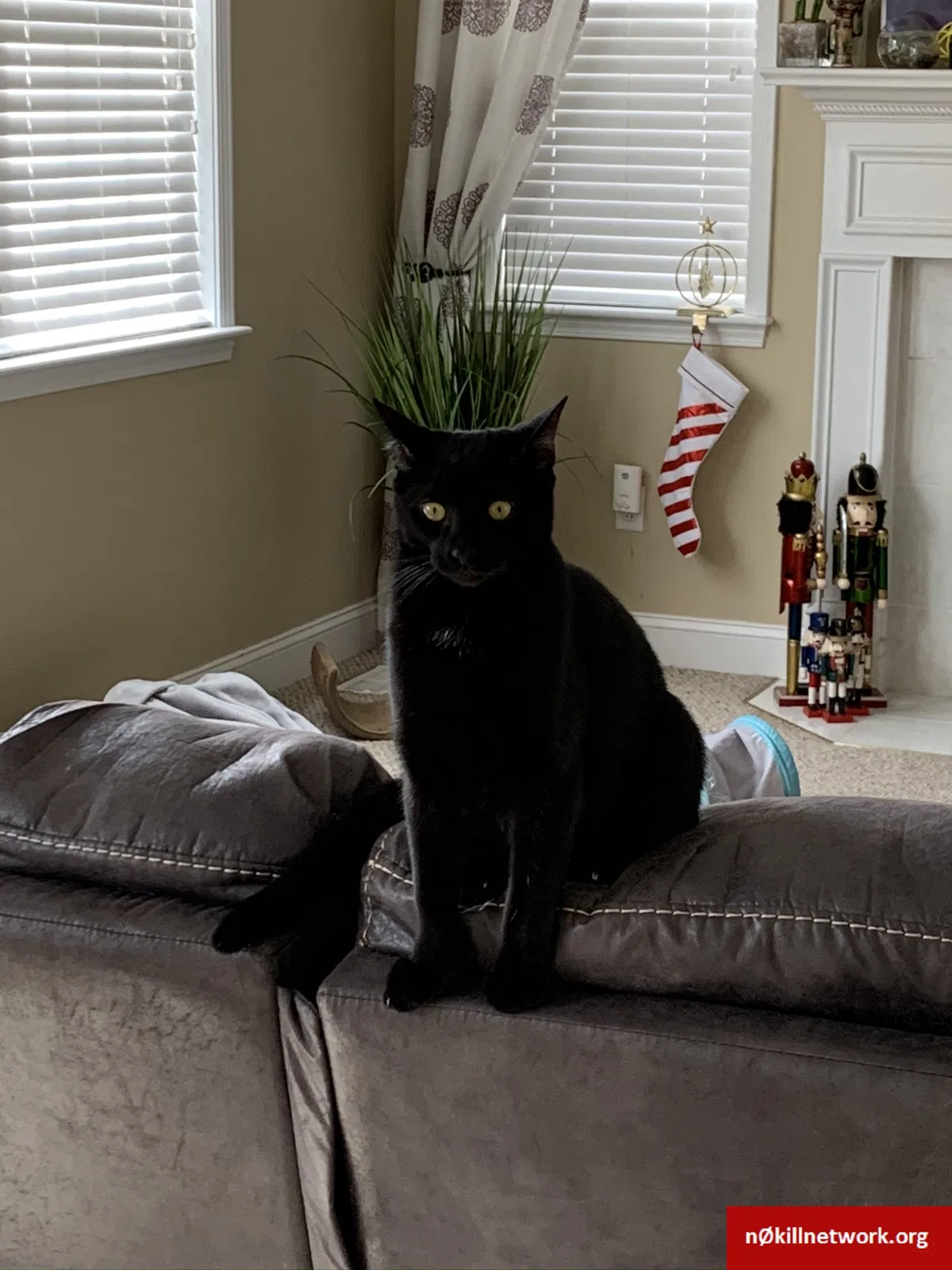 Lost cat in Hurricane, WV, 25526