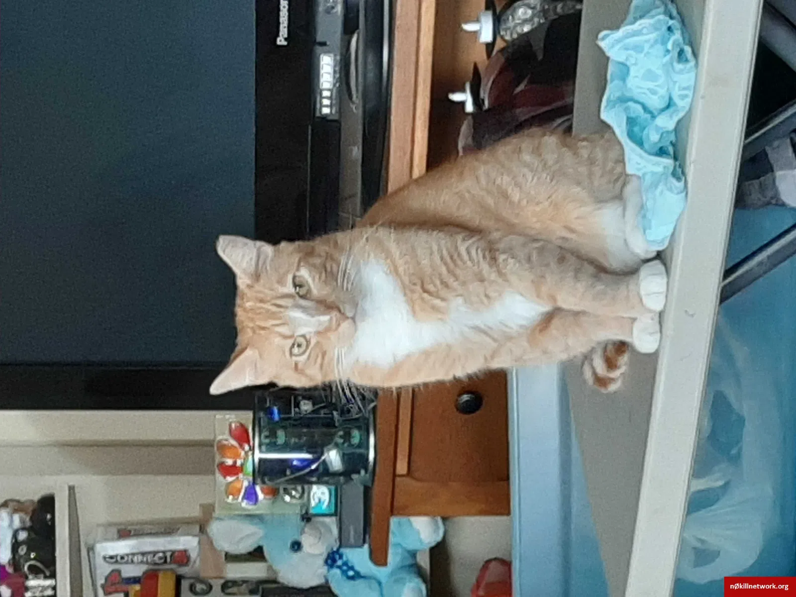 Lost cat in Dillsburg, PA, 17019