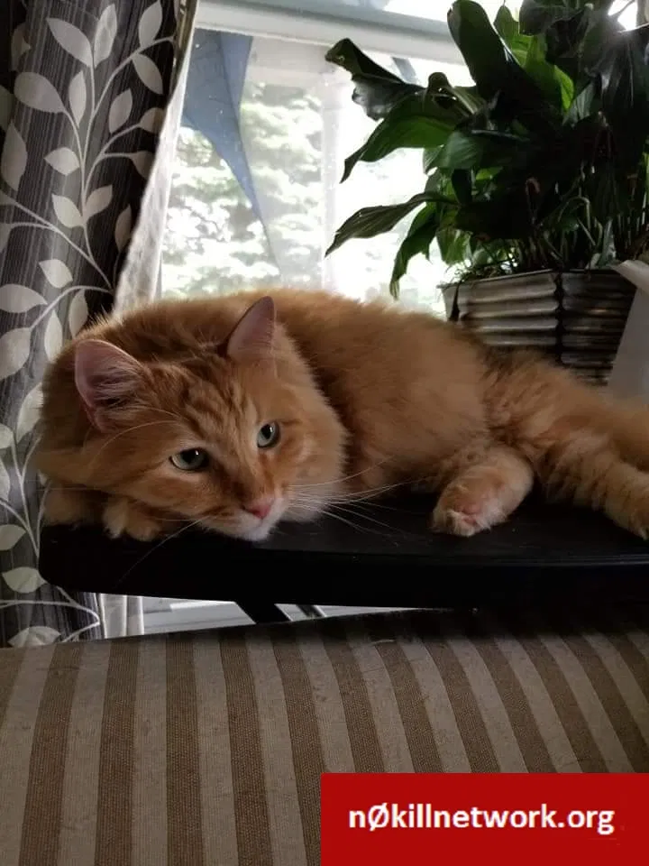 Lost cat in Peoria Heights, IL, 61616