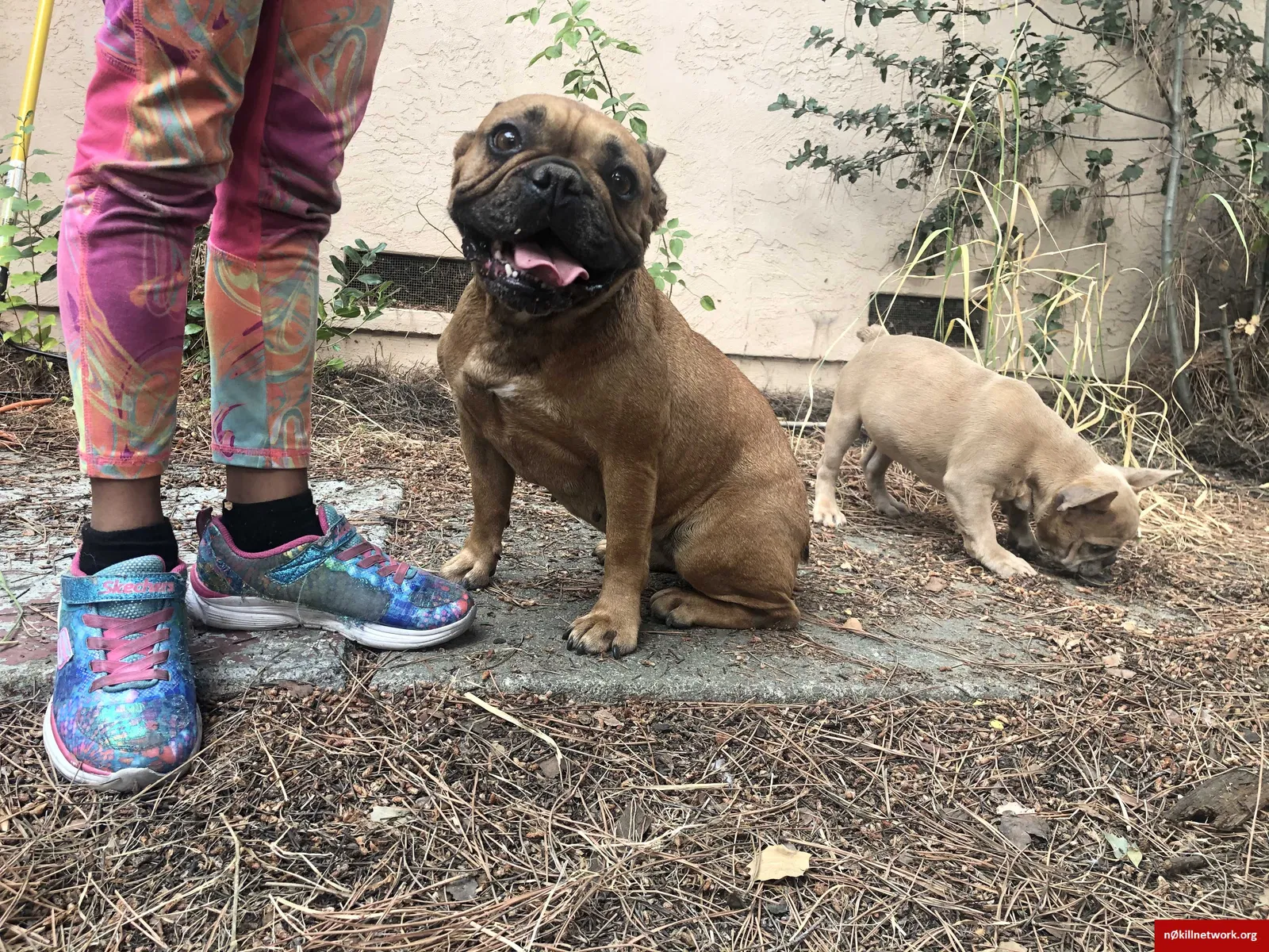Lost dog in Vallejo, CA, 94589