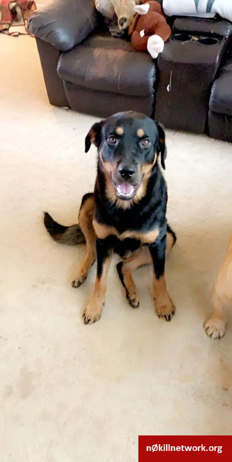 Lost dog in Spokane, WA, 99208