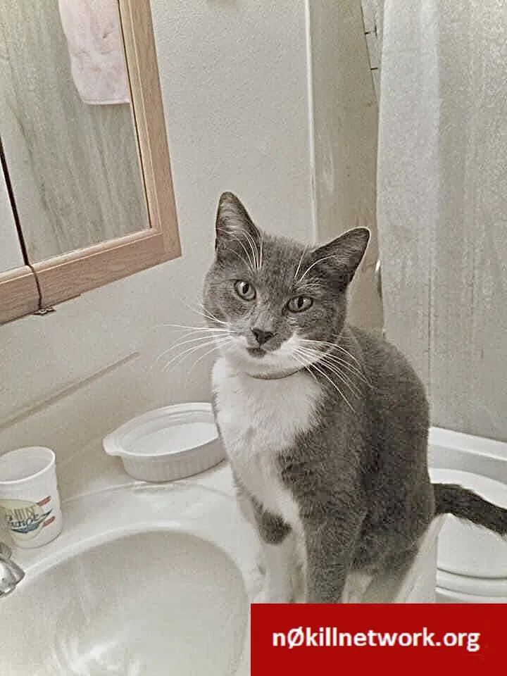 Lost cat in Medford, OR, 97501