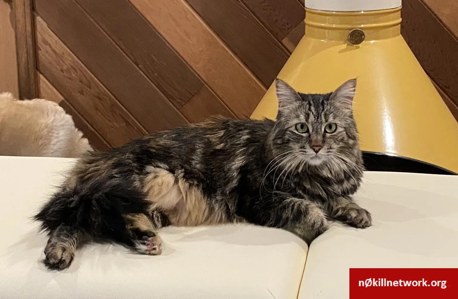 Lost cat in Glendora, CA, 91740