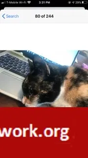 Lost cat in Brookline, MA, 2445