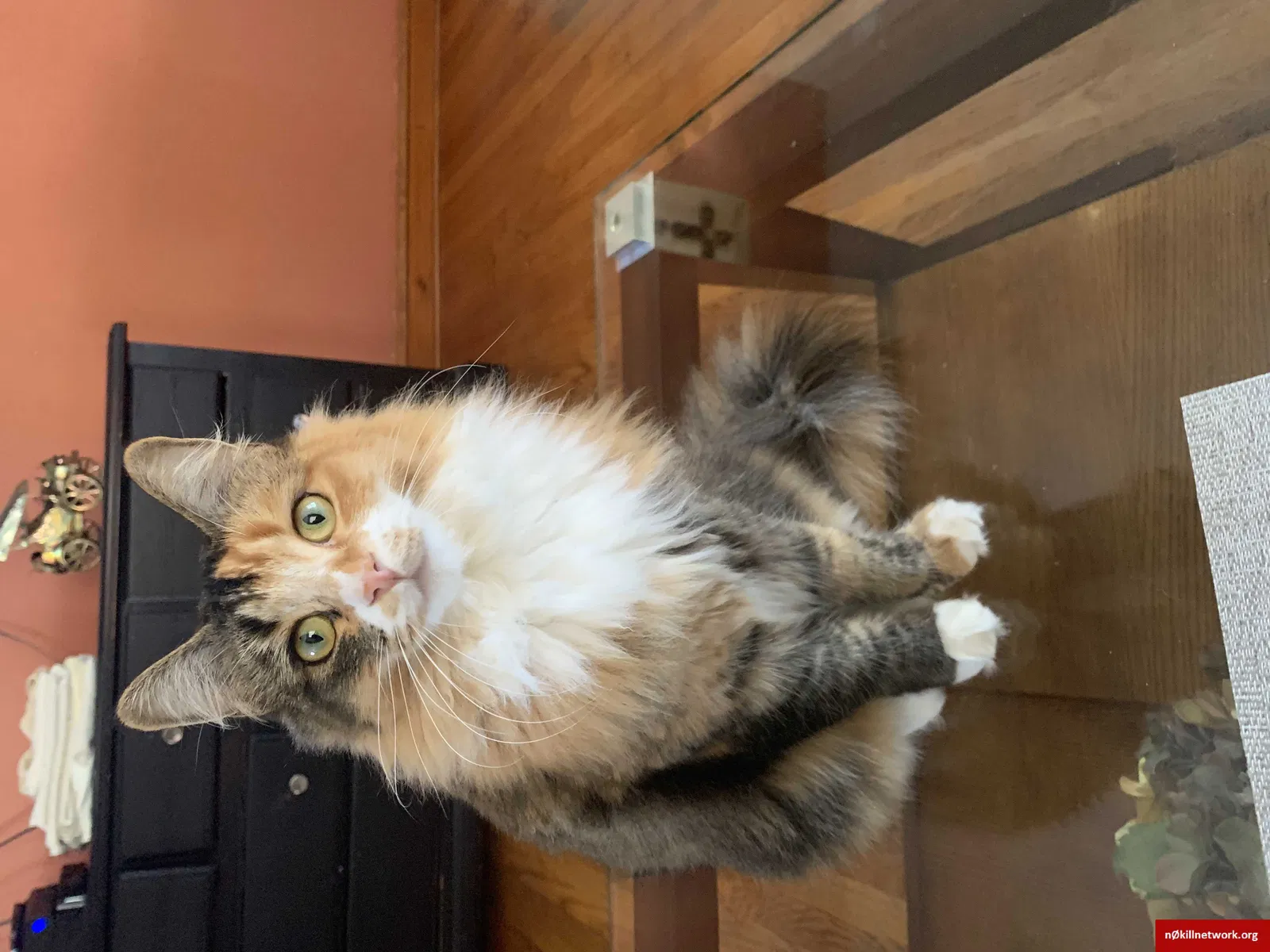 Lost cat in Rahway, NJ, 7065