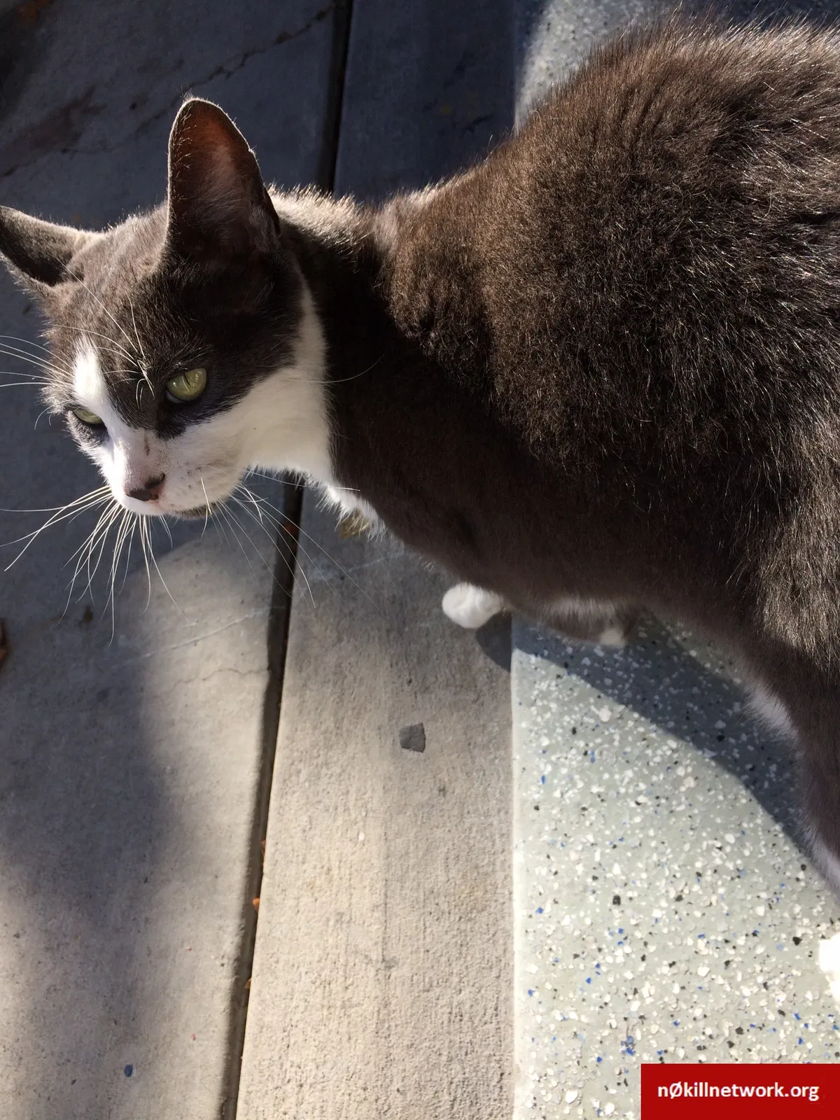 Lost cat in Martinez, CA, 94553