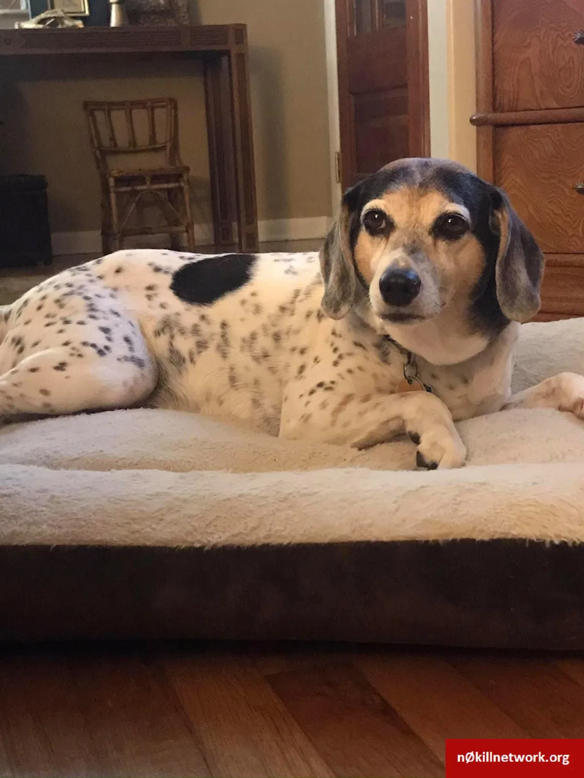 Lost dog in Petal, MS, 39465