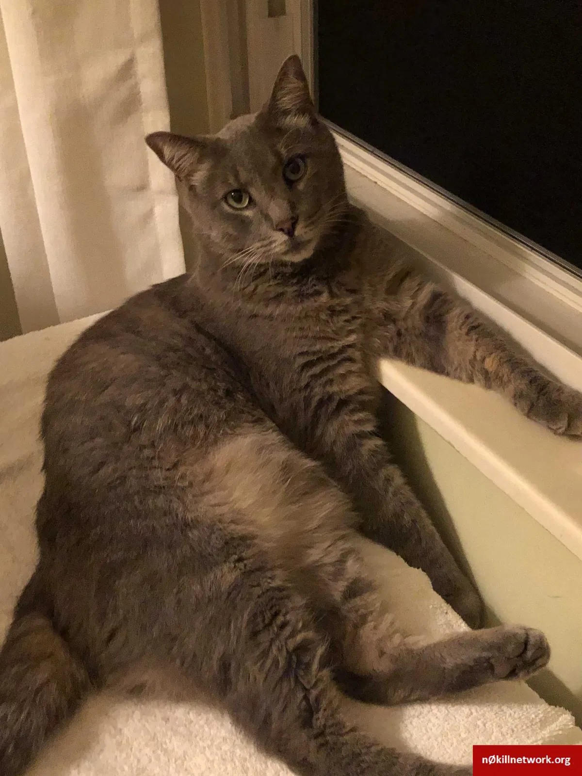 Lost cat in Knoxville, TN, 37909