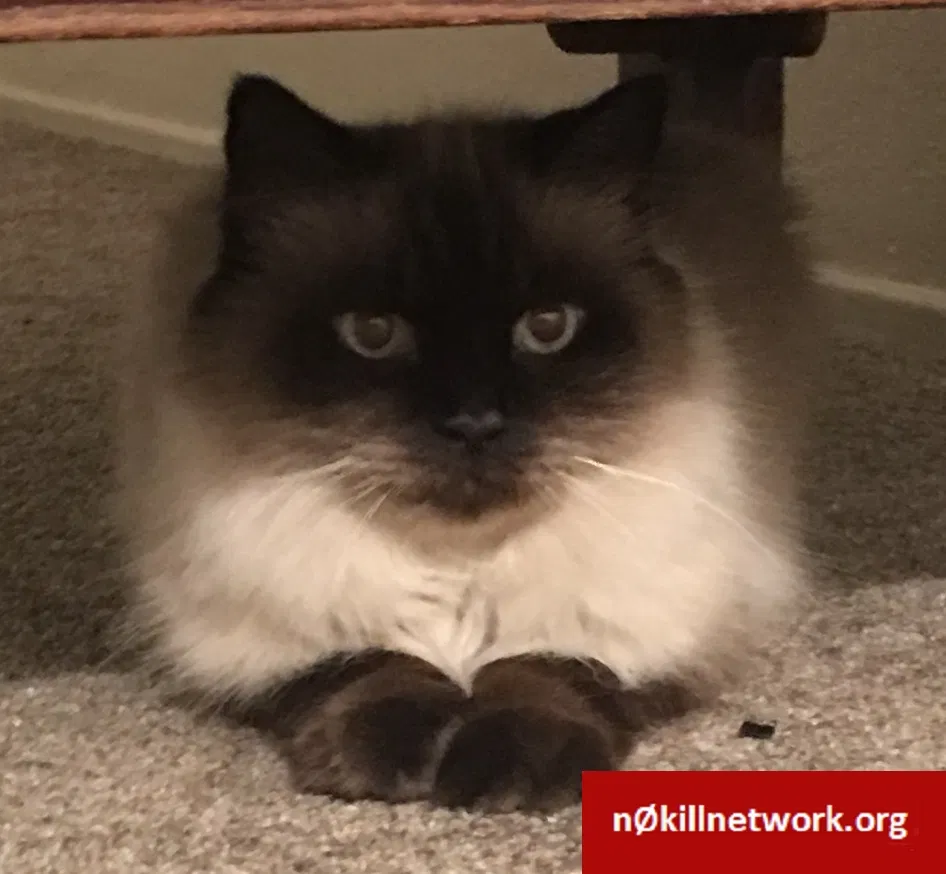 Lost cat in Pinole, CA, 94564