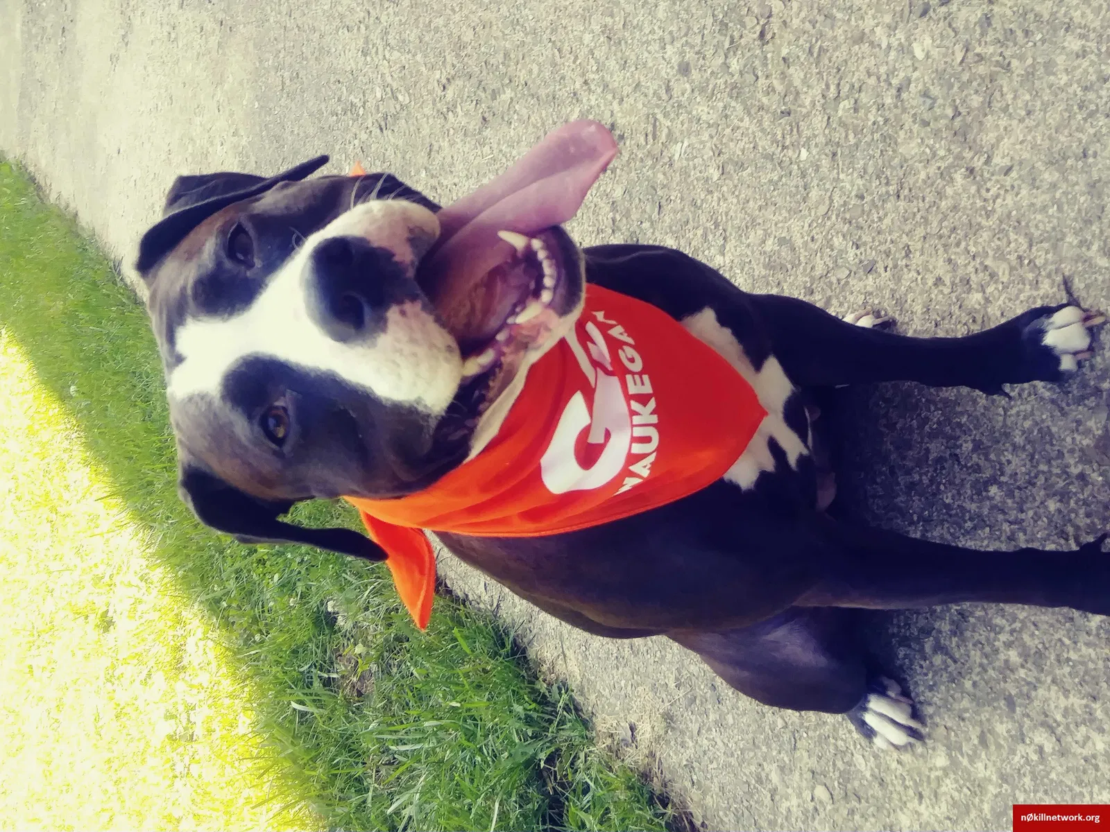 Lost dog in Waukegan, IL, 60085