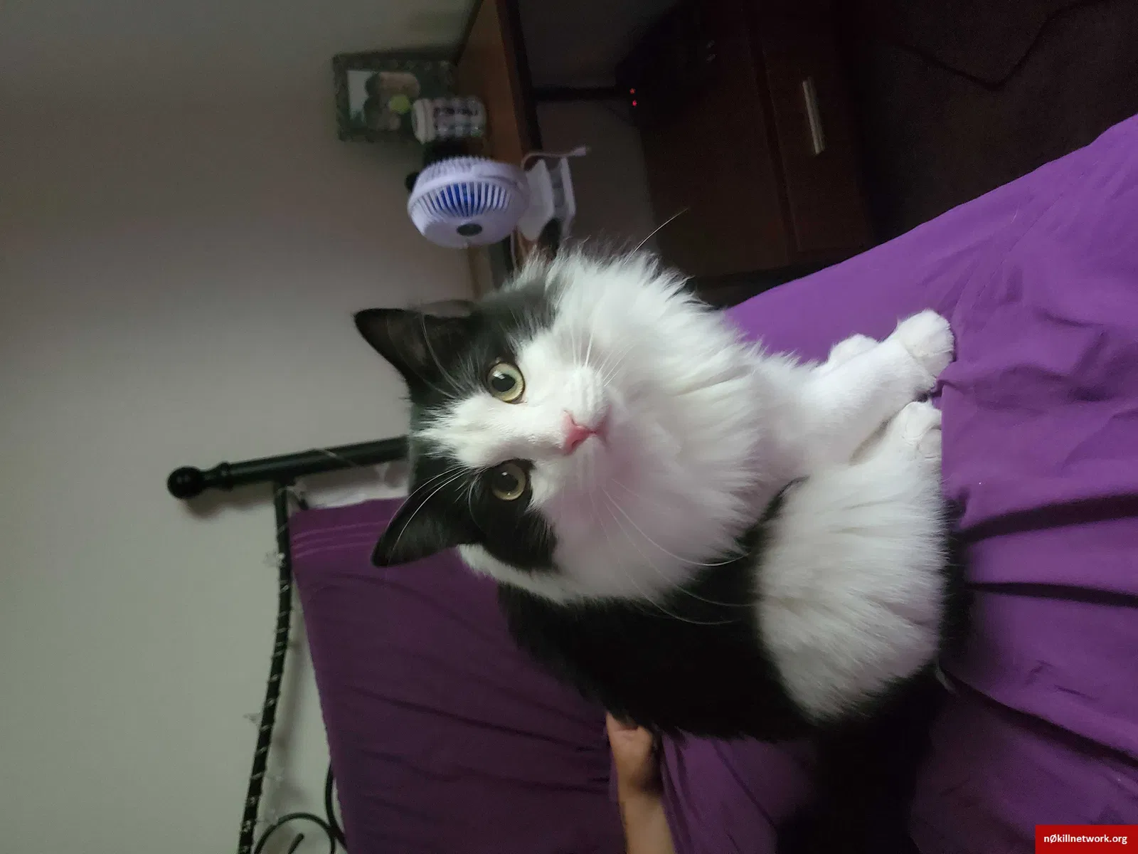 Lost cat in Bellingham, WA, 98225